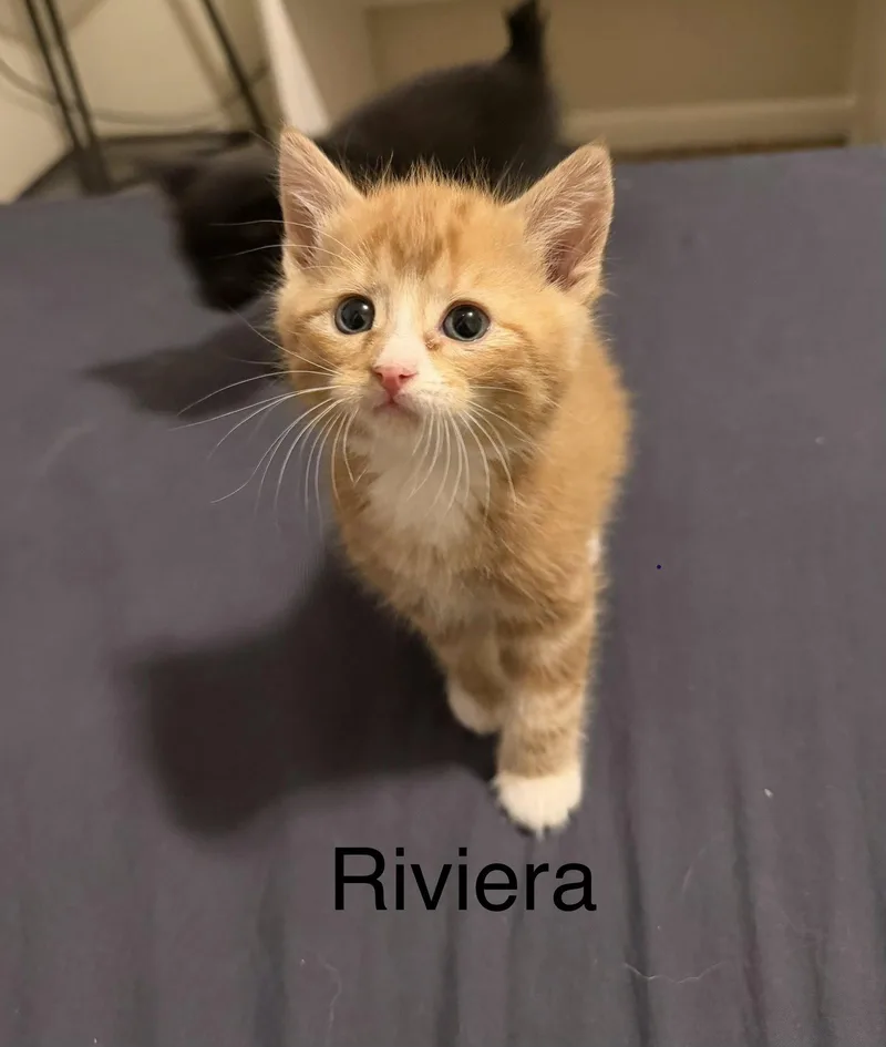 Riviera thumbnail 2