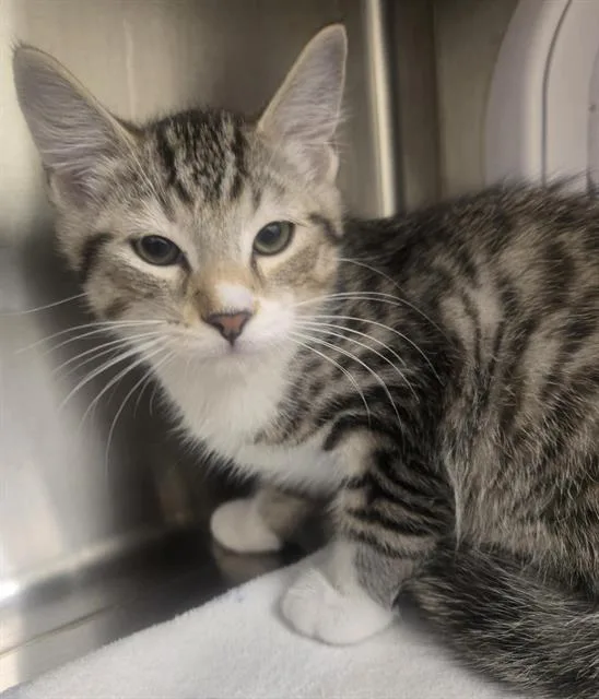A baby small-sized male Domestic Short Hair cat named Milo for adoption in Auburn, CA
