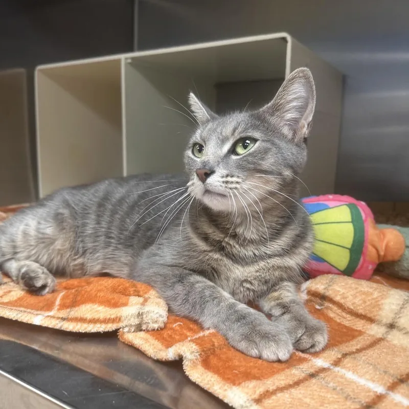 A young medium-sized female Gray / Blue / Silver Domestic Short Hair cat named Deborah for adoption in Newark, NJ