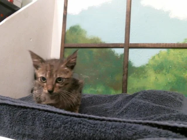 A baby small-sized male Domestic Short Hair cat named Newton for adoption in Houston, TX