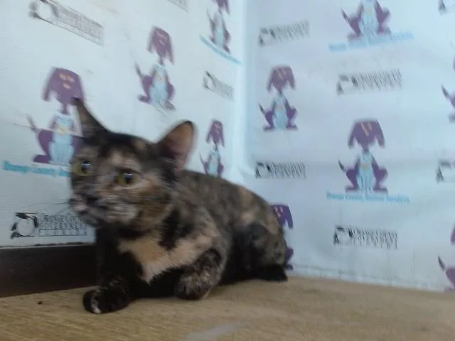 A young small-sized female Domestic Short Hair cat named Kali for adoption in Orlando, FL