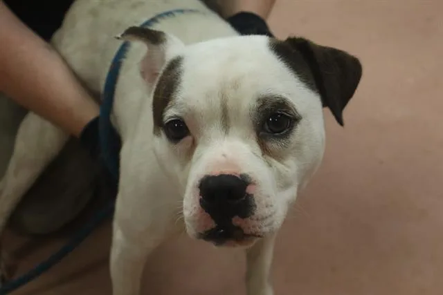 A young medium-sized male Mixed Breed dog named Cash for adoption in Columbia, SC