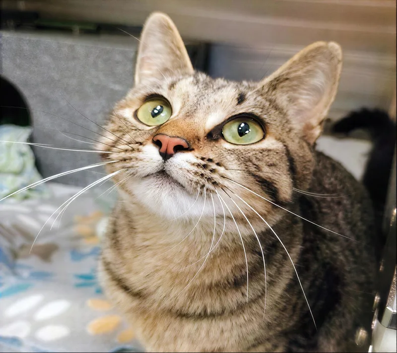A young small-sized female Tabby (Gray / Blue / Silver) Domestic Short Hair cat named Subaru for adoption in Nashville, TN
