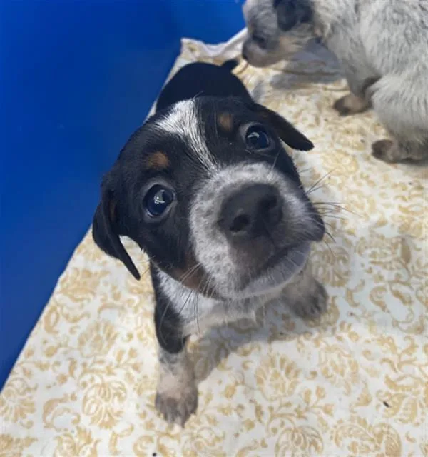 A baby large-sized male Mixed Breed dog named Ace for adoption in Dallas, TX