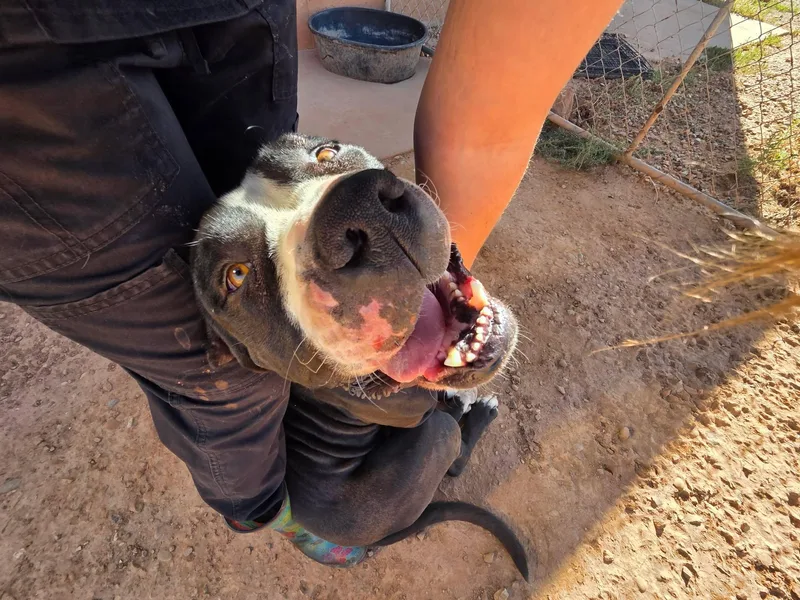 An adult large-sized male American Bully dog named Broly for adoption in Roosevelt, UT