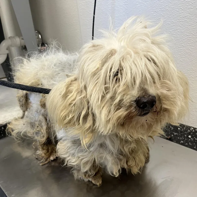 An adult small-sized male White / Cream Mixed Breed dog named Charlie for adoption in Columbiana, AL