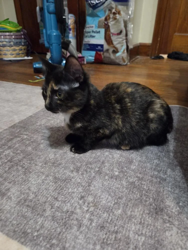A baby small-sized female Domestic Short Hair cat named Irma for adoption in Lincoln Park, MI