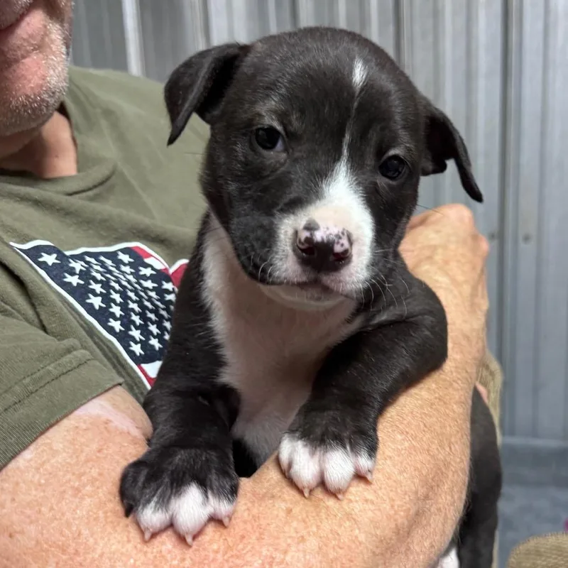 A baby medium-sized male Black Mixed Breed dog named Eeyore for adoption in Pinson, TN