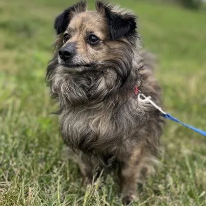 An adult small-sized male Mixed Breed dog named Teddi for adoption in Janesville, WI