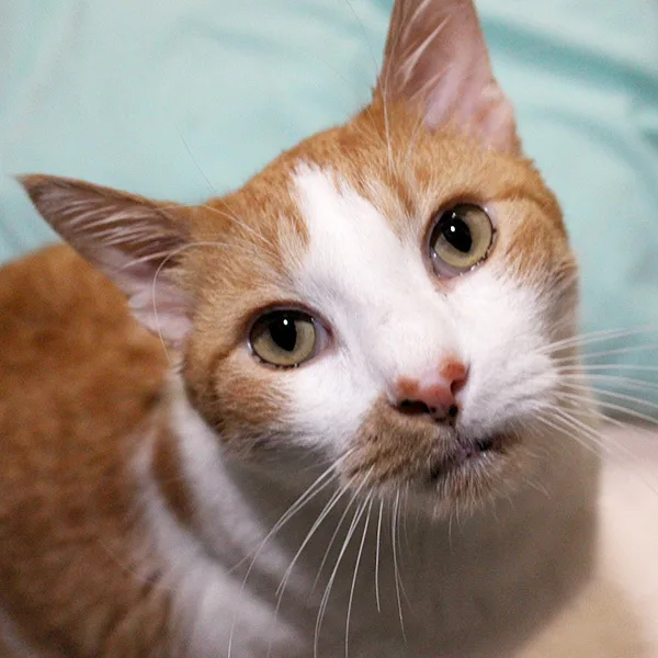 An adult large-sized male Orange & White Domestic Short Hair cat named Nugget for adoption in Phoenix, AZ
