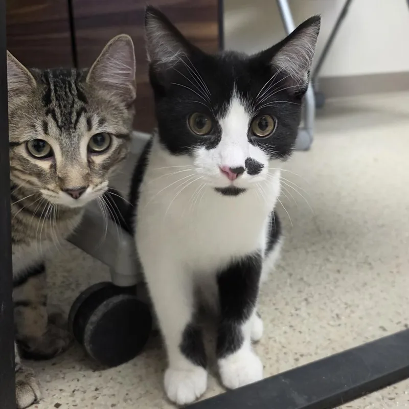 A baby medium-sized male Black Domestic Short Hair cat named Jean Claude for adoption in Oshkosh, WI