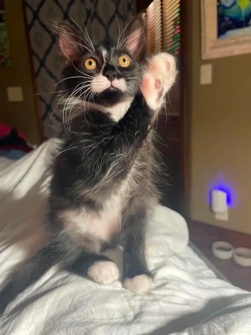 Mr. Whiskers
