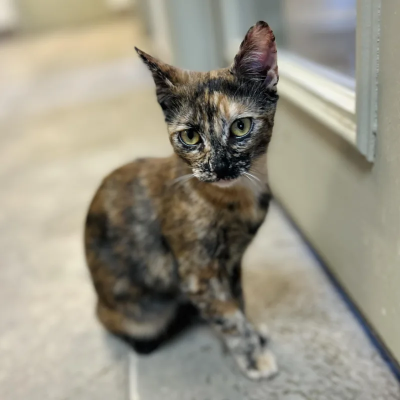 A baby small-sized female Tortoiseshell American Shorthair cat named Pomni for adoption in Seguin, TX