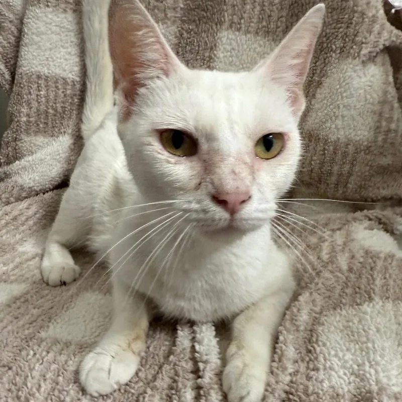 An adult medium-sized female White Domestic Short Hair cat named Sunfyre for adoption in Brea, CA