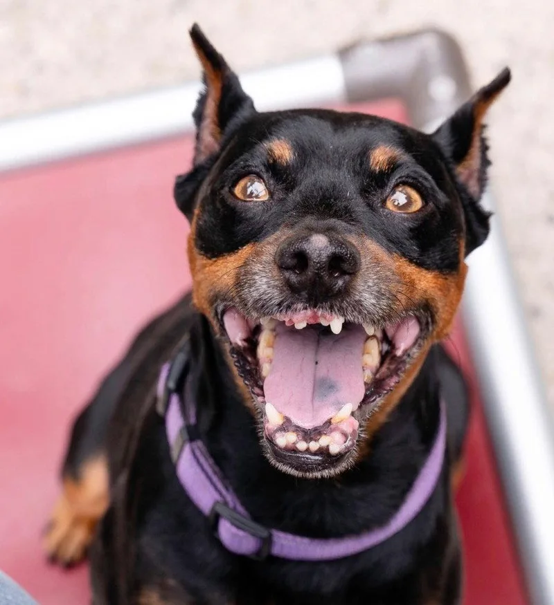 An adult small-sized male Miniature Pinscher dog named Kaleo for adoption in Ellijay, GA