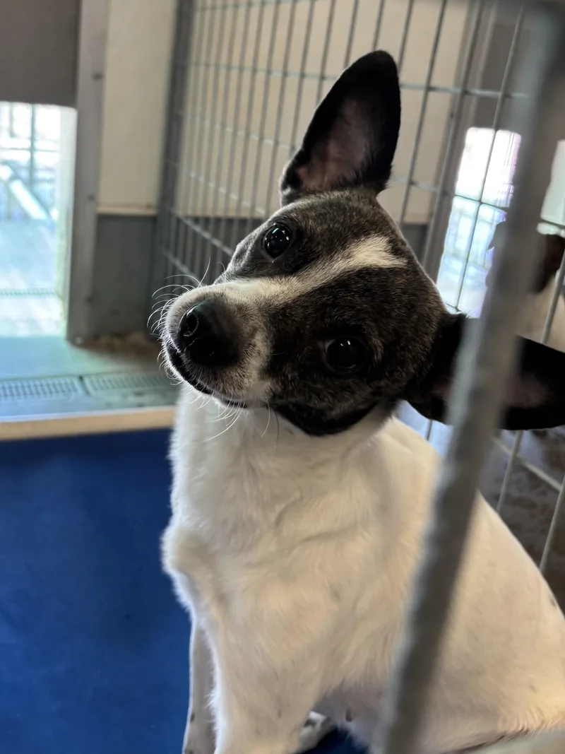 An adult medium-sized female Bicolor Chihuahua dog named Aurora for adoption in Torrington, WY