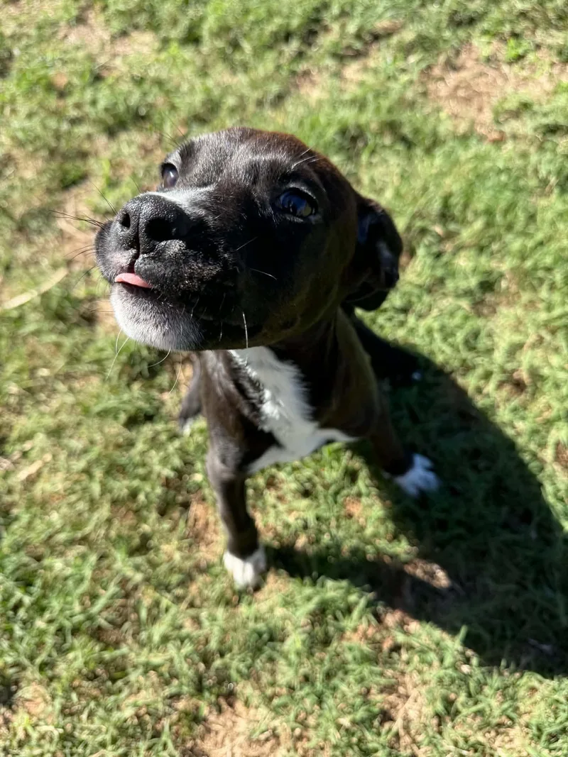 A baby medium-sized male Mixed Breed dog named Marron for adoption in Holbrook, NY
