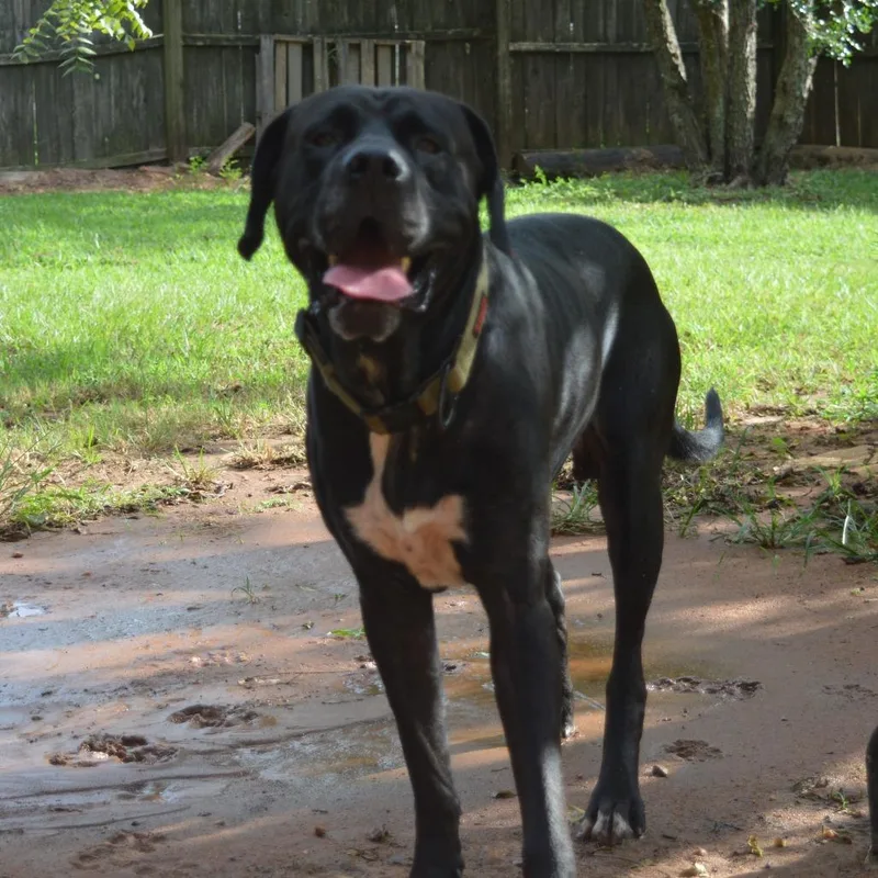 An adult extra large-sized male Black Great Dane dog named Bexar for adoption in Enterprise, AL