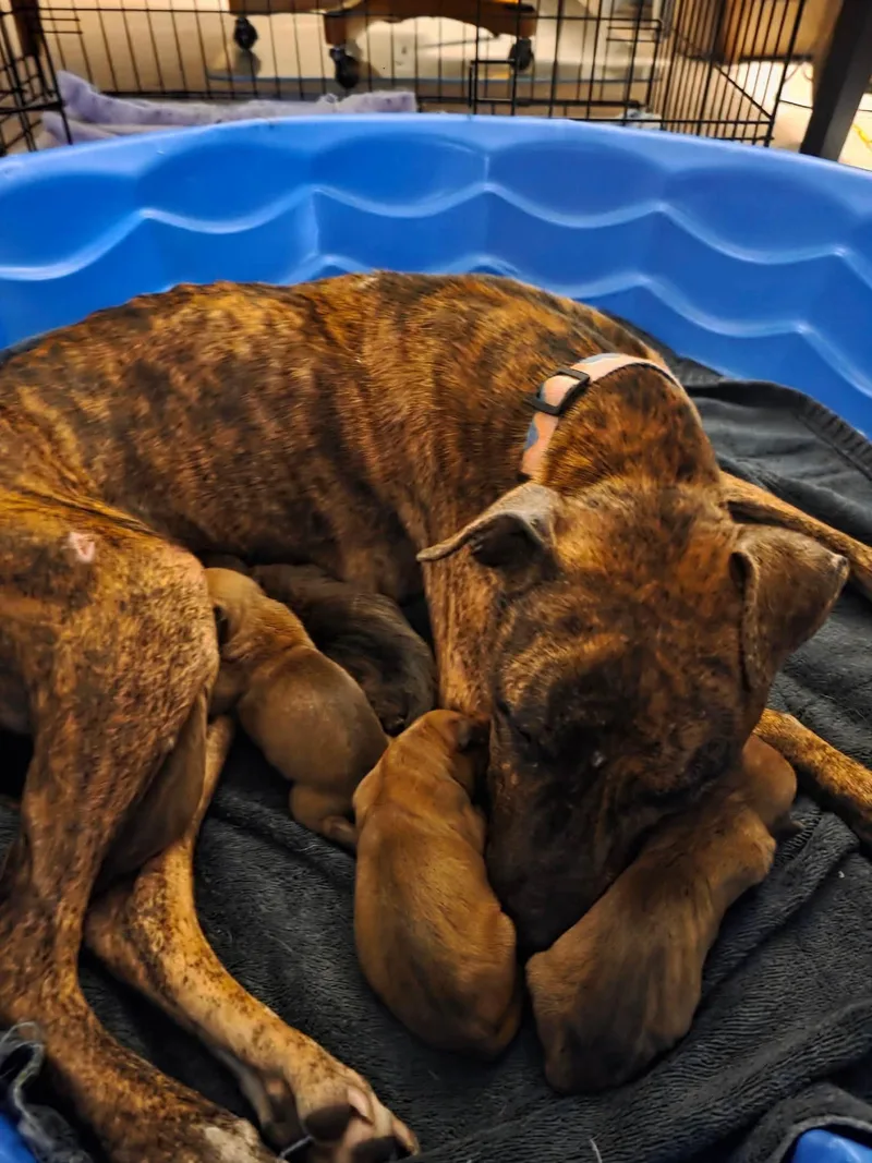 A young medium-sized female Staffordshire Bull Terrier dog named Mama Mira for adoption in Holly Springs, NC