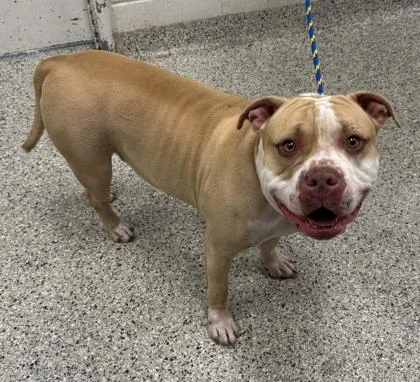 An adult extra large-sized male Yellow / Tan / Blond / Fawn Pit Bull Terrier dog named Goose for adoption in Kansas City, MO