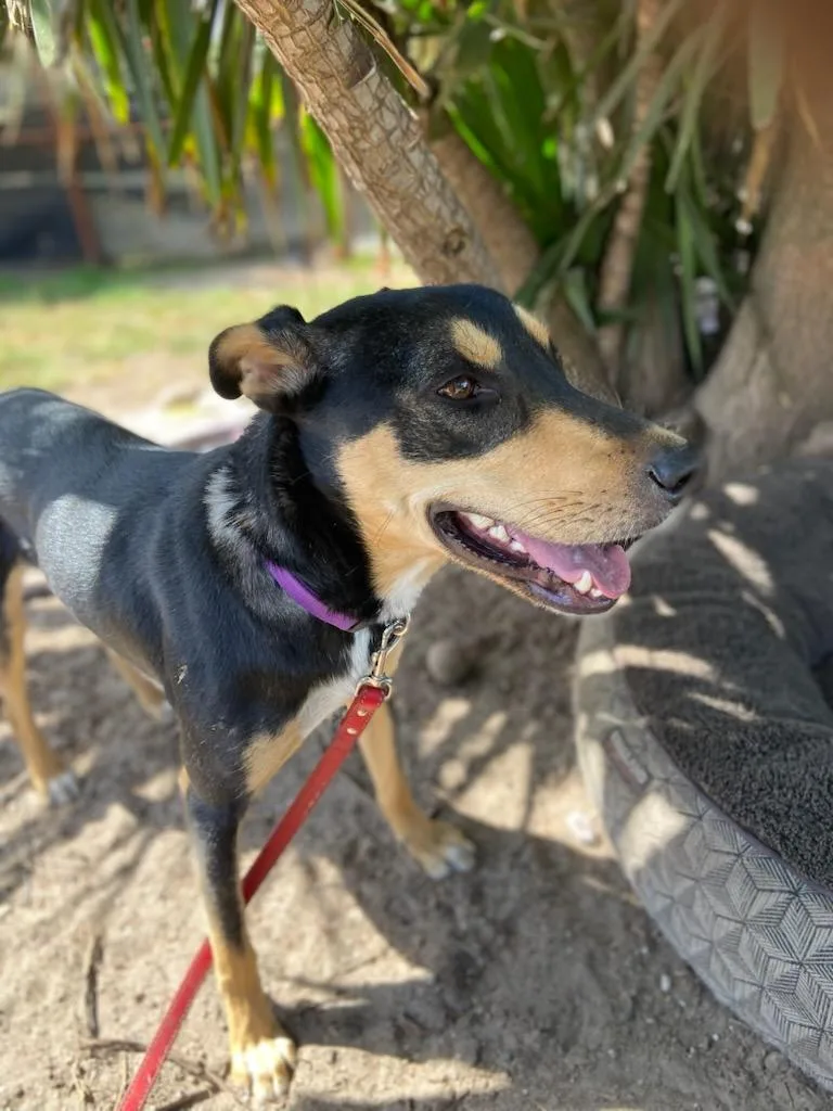 A young medium-sized female Black German Shepherd Dog dog named Eden for adoption in Petaluma, CA