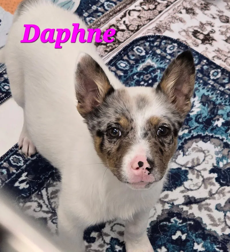 A baby medium-sized female Merle (Blue) Australian Cattle Dog / Blue Heeler dog named Daphne for adoption in Mingus, TX