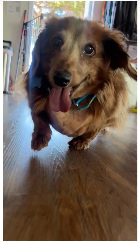 A senior medium-sized female Dachshund dog named Scarlett for adoption in El Cajon, CA