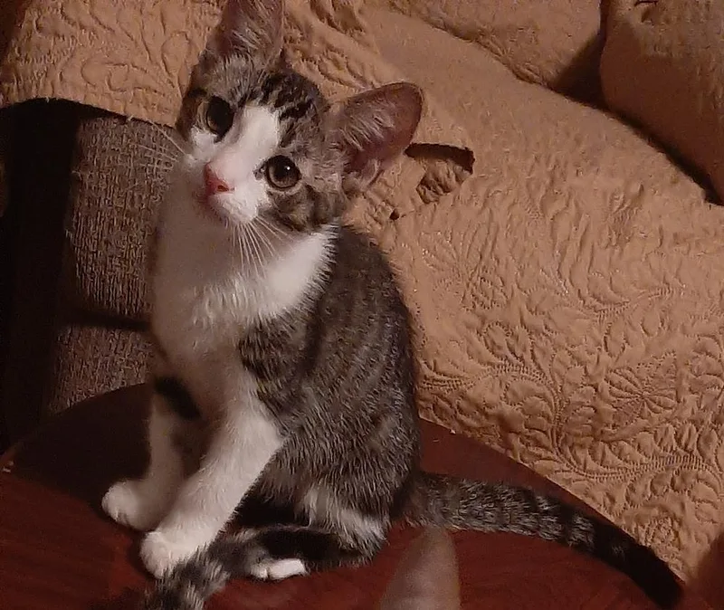 A baby medium-sized female Gray / Blue / Silver Tabby cat named Cutie Pie for adoption in Redlands, CA