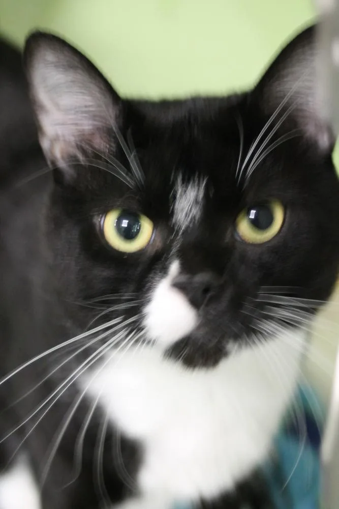 An adult large-sized male Black & White / Tuxedo Domestic Short Hair cat named Tabasco for adoption in Muskegon, MI