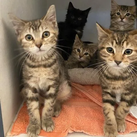 A baby small-sized female Brown / Chocolate Domestic Long Hair cat named Umber for adoption in Dayton, OH