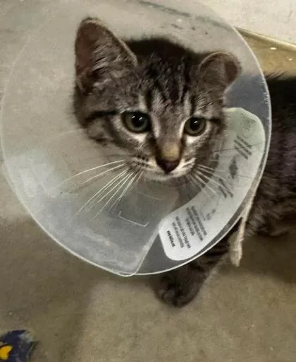 A baby small-sized female Tabby (Gray / Blue / Silver) Domestic Short Hair cat named Moana for adoption in Annapolis, MD