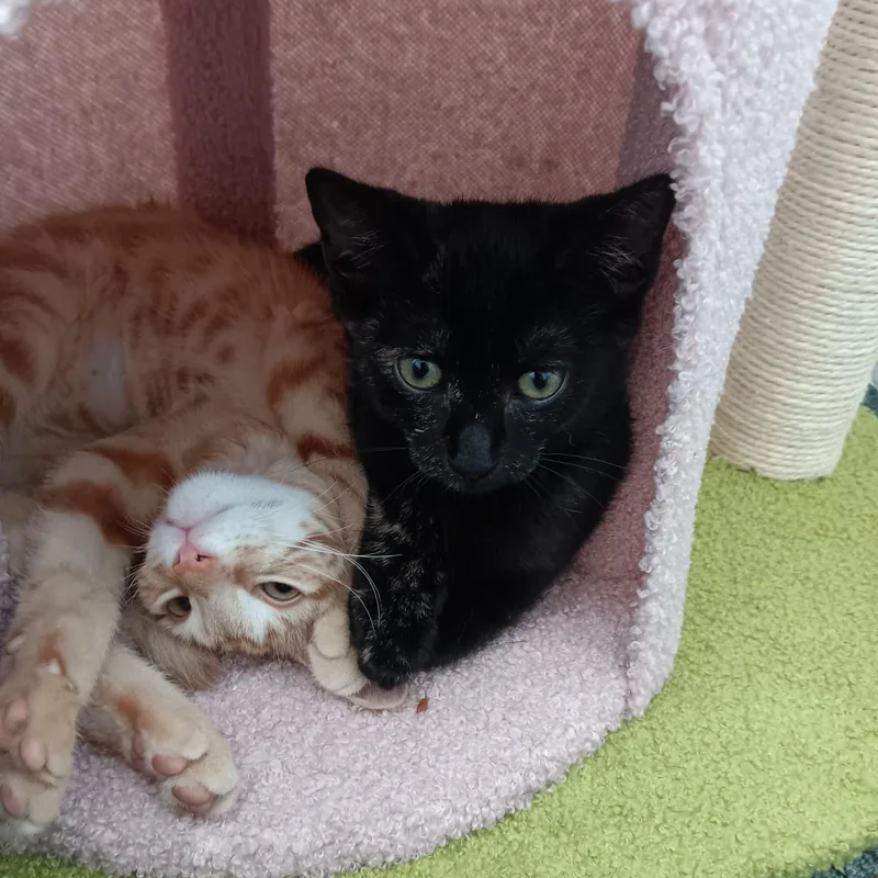 A baby medium-sized male Tabby (Orange / Red) Domestic Short Hair cat named Figgy & Apple for adoption in Astoria, NY