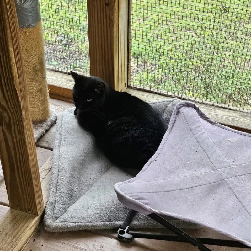 Wild Child thumbnail 3