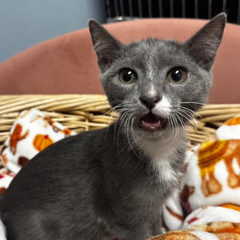 A baby small-sized female Gray / Blue / Silver Domestic Short Hair cat named Falcon for adoption in Henderson, NV