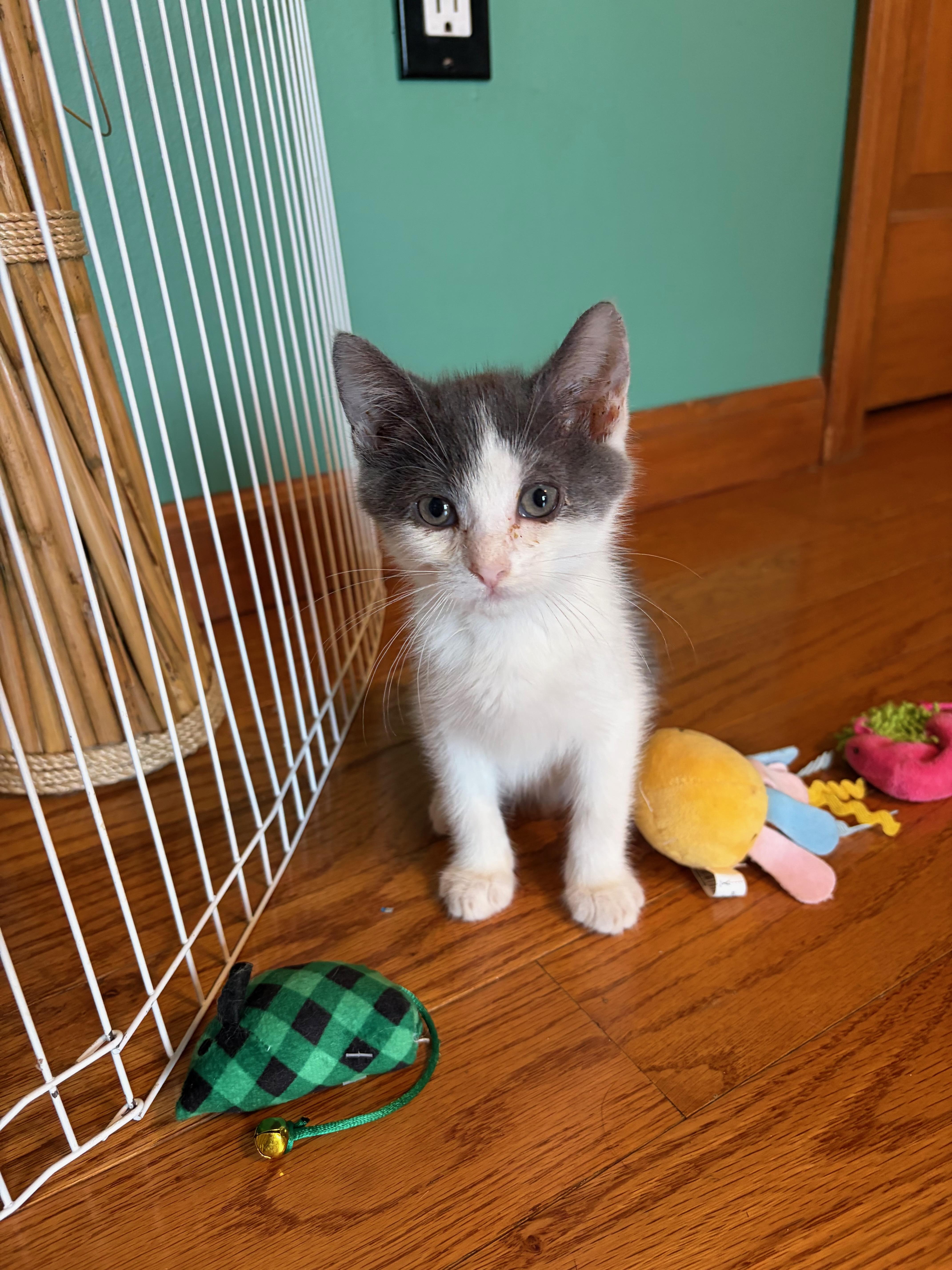 A baby medium-sized male Gray & White Domestic Short Hair cat named Taco for adoption in East Hartford , CT