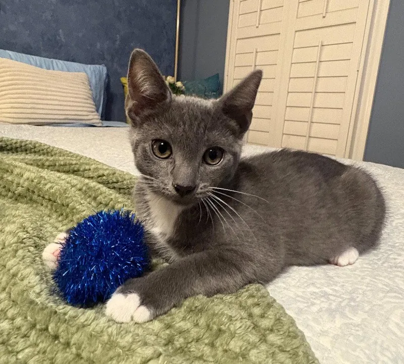 A young medium-sized male Gray & White Domestic Short Hair cat named Edge for adoption in Garner, NC