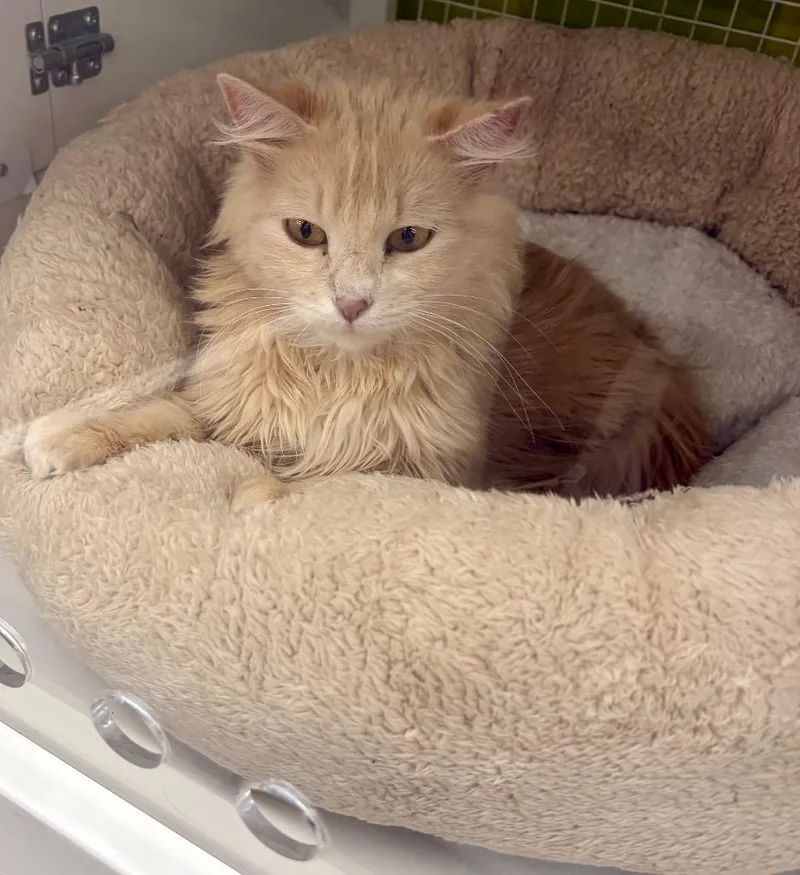 A young medium-sized female Domestic Short Hair cat named Daye for adoption in Fort Lupton, CO