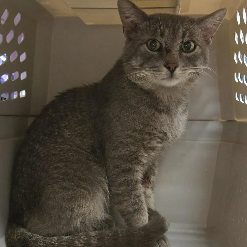 An adult large-sized male Domestic Short Hair cat named Decibel for adoption in Cedar Rapids, IA
