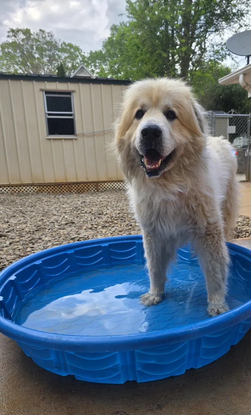 An adult extra large-sized male Great Pyrenees dog named Thor for adoption in Thomasville, NC