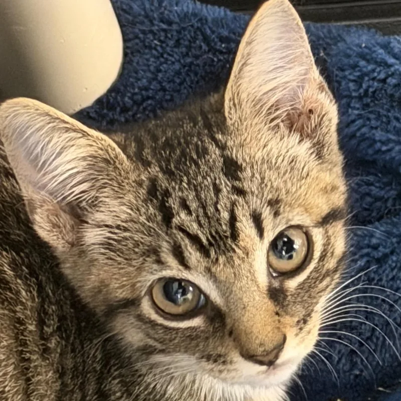 A baby small-sized female Domestic Short Hair cat named PumpkinClaret for adoption in Troy, VA