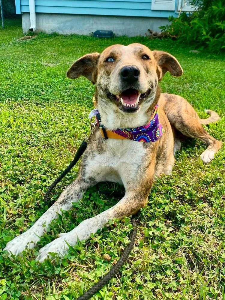 An adult large-sized female Mixed Breed dog named Zeraora for adoption in Milton, DE
