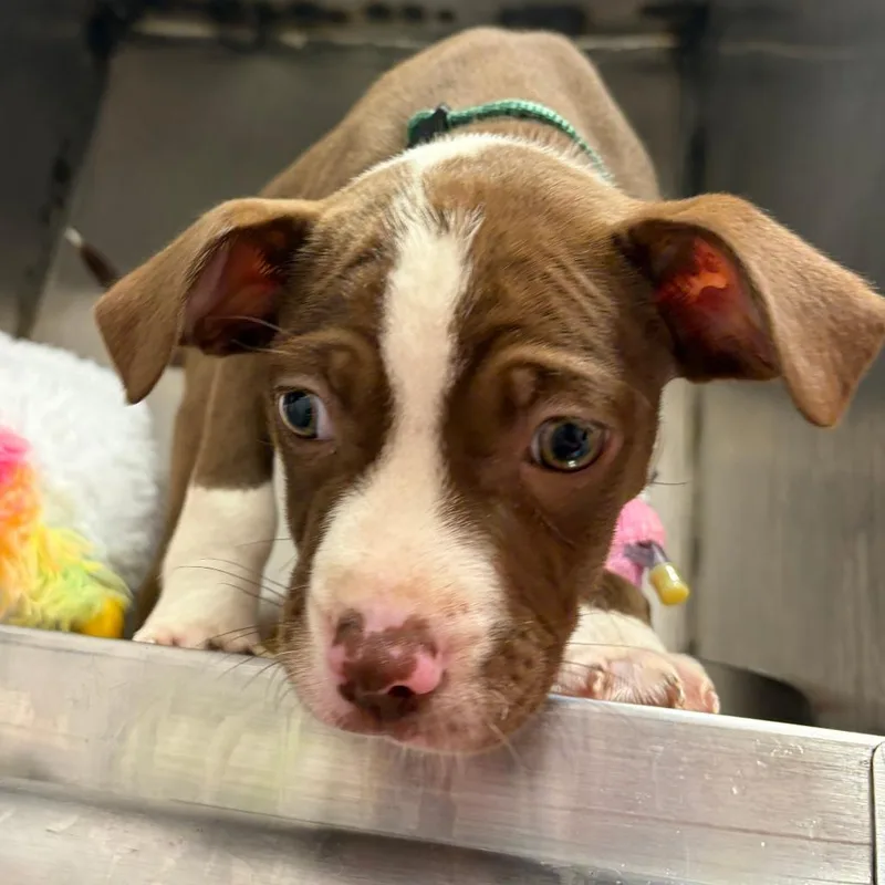 A baby small-sized male Brown / Chocolate Mixed Breed dog named Foxtrot for adoption in Austin, TX