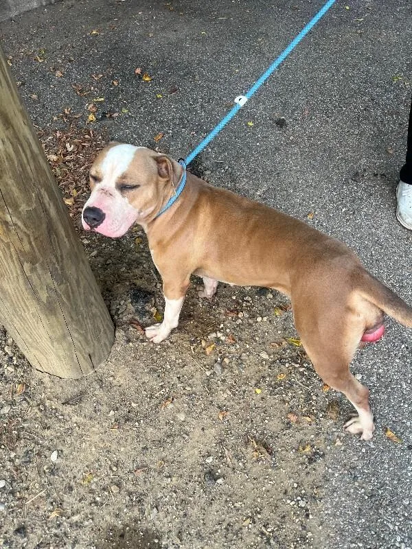 An adult large-sized female Brown / Chocolate Mixed Breed dog named Gigi for adoption in Cincinnati, OH