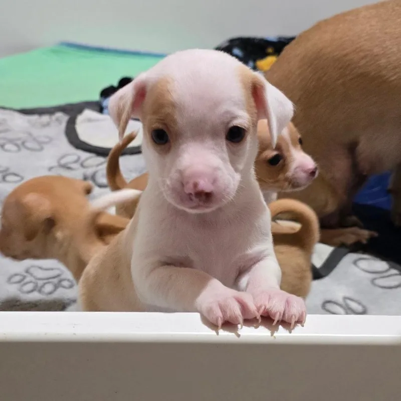 A baby small-sized male Yellow / Tan / Blond / Fawn Chihuahua dog named Noah for adoption in Boerne, TX