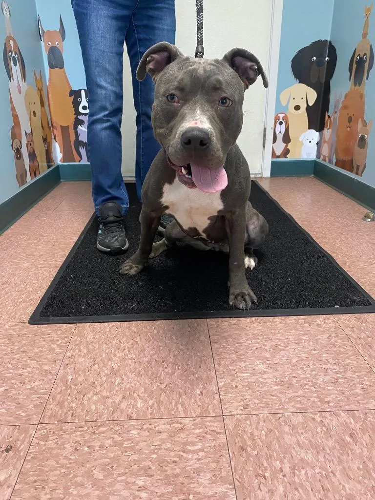 A young medium-sized female Pit Bull Terrier dog named Juliet for adoption in Wabash, IN