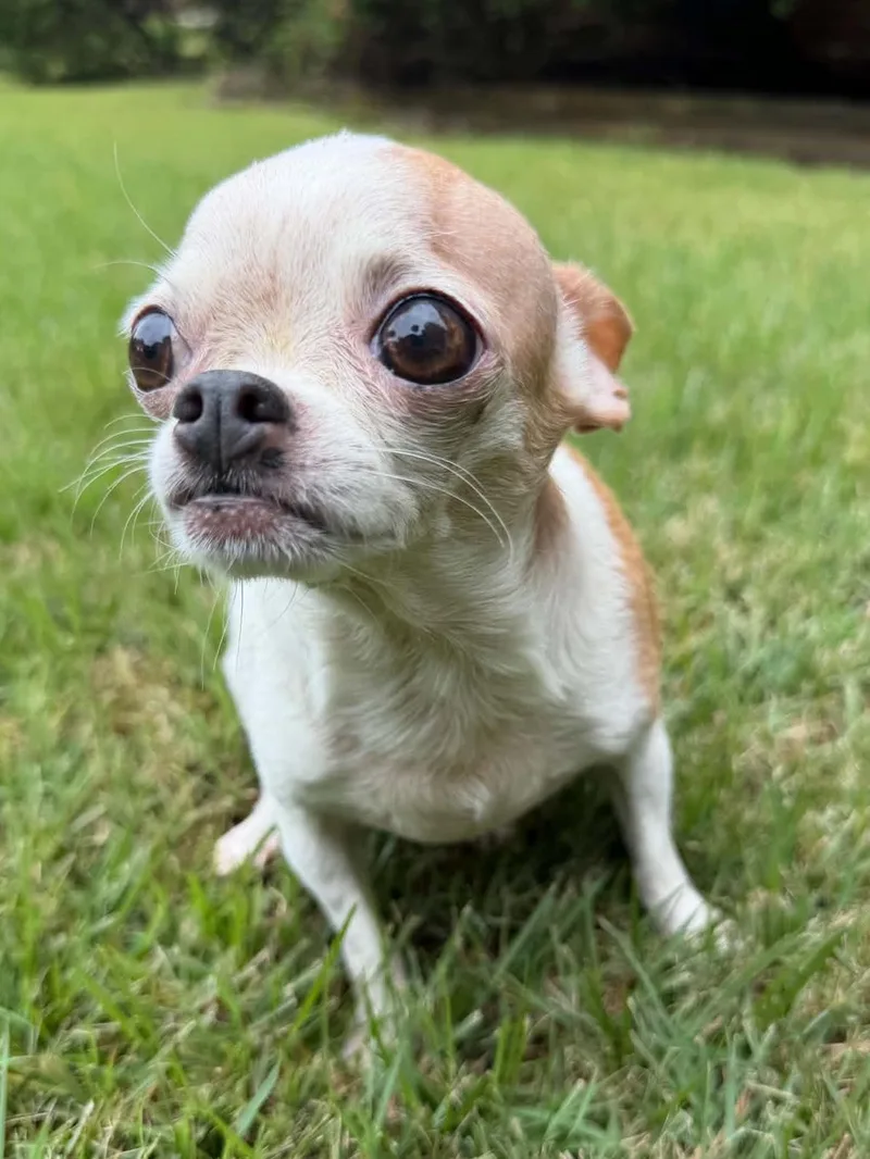 Potato thumbnail 2