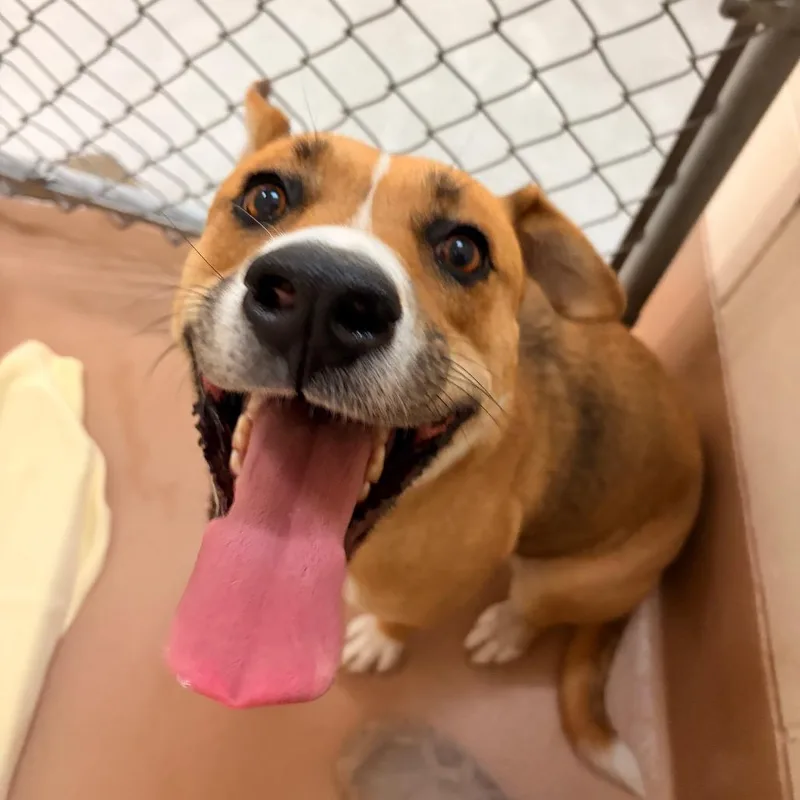 An adult medium-sized female Pit Bull Terrier dog named Gale for adoption in Reno, NV