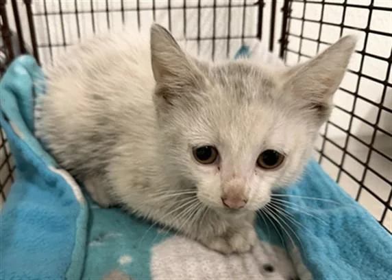 A baby small-sized male Domestic Short Hair cat named Moonbeam for adoption in Hayward, CA