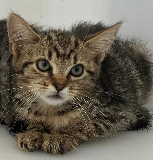 A baby small-sized female Domestic Short Hair cat named Jenga for adoption in Staten Island, NY