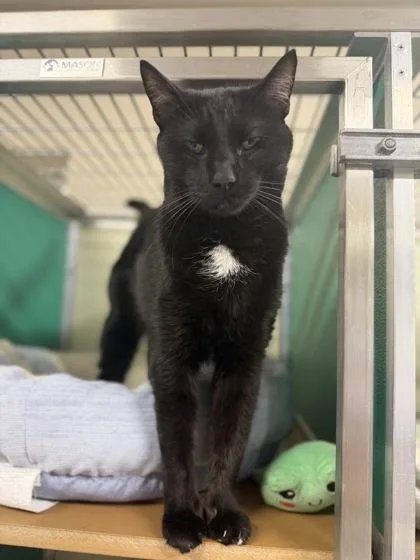 An adult small-sized male Domestic Short Hair cat named Milwaukee for adoption in Clarks Summit, PA